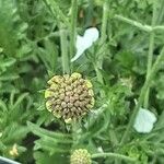 Scabiosa ochroleuca Цвят