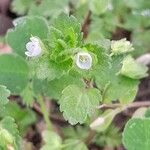 Veronica agrestis Leaf