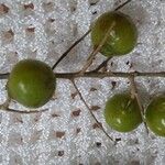 Sapindus saponaria Fruit