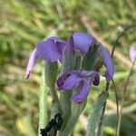 Matthiola sinuata Õis