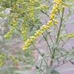 Solidago juncea Blodyn