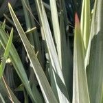 Yucca gloriosa পাতা