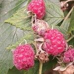 Rubus idaeus Fruit