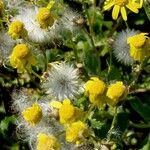 Senecio vernalis Floare