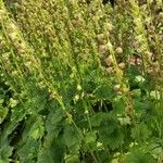 Tellima grandiflora Habitus