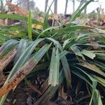 Carex flaccosperma Elinympäristö