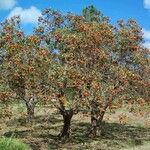 Erythrina fusca Vekstform