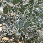 Acacia podalyriifolia Blatt