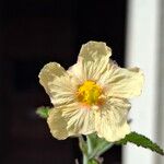 Sida cordifolia Flower