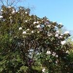 Rhododendron fulvum Hábito