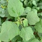 Amaranthus viridis ഇല