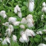 Eriophorum angustifolium Hábito