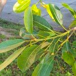 Ficus thonningii Foglia