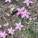 Centaurium erythraeaFlor