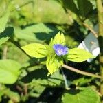 Jacquemontia tamnifolia Blüte
