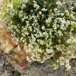 Galium pusillum Flower