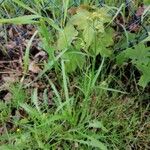 Erysimum repandum Blad