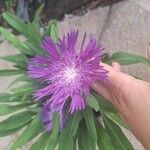 Stokesia laevis Flower