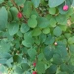 Cotoneaster multiflorus Leaf