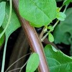 Amaranthus blitum Žievė