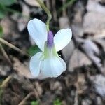 Viola alba Цвят