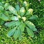 Lactuca virosa Leaf