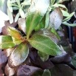 Chimaphila maculata Hoja