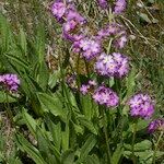 Primula auriculata Hábito