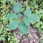 Aralia nudicaulis Folio