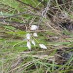 Eriophorum angustifoliumКветка