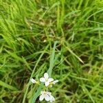 Arabidopsis arenosaFlower