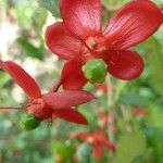 Ochna serrulata Квітка