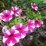 Petunia x atkinsiana Flors