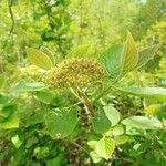 Viburnum lantanaBlodyn