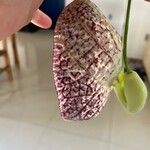 Aristolochia littoralis Fula