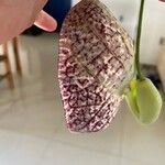 Aristolochia littoralis Квітка