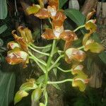 Grammangis ellisii Hostoa