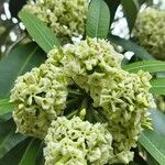 Alstonia scholaris花