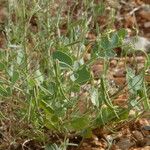 Coronilla scorpioides Habit