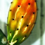 Opuntia ficus-indica Fruit