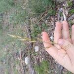 Helictochloa bromoides Flor