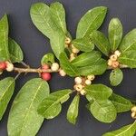 Ficus costaricana Other