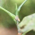 Pachira dolichocalyx Other