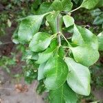 Pisonia aculeata Leaf