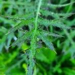 Cirsium palustre Leaf