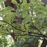 Castanea dentata Leaf