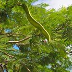 Delonix regia Fruto