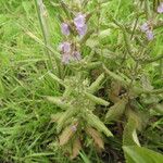 Teucrium scordium Habitat