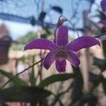 Dendrobium victoriae-reginae പുഷ്പം