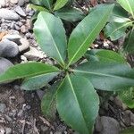 Rhizophora mangle Blatt